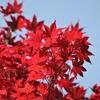 Pendentif arbre rouge