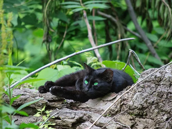 Collier le chat noir