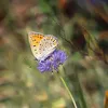 DSC05647